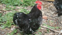/album/black-mottled/dsc08308-jpg/